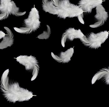 feathers floating in the air 